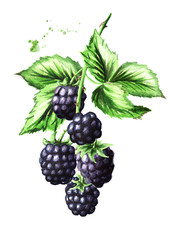 Brunch with ripe blackberries and green leaves. Watercolor hand drawn illustration, isolated on white background