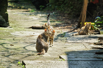 stray cat in the village   