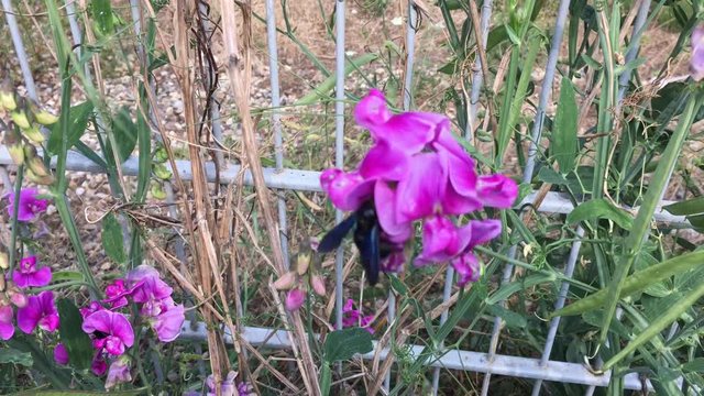 gro&szlig;e schwarze Biene, Bienen&auml;hnliche Insekten