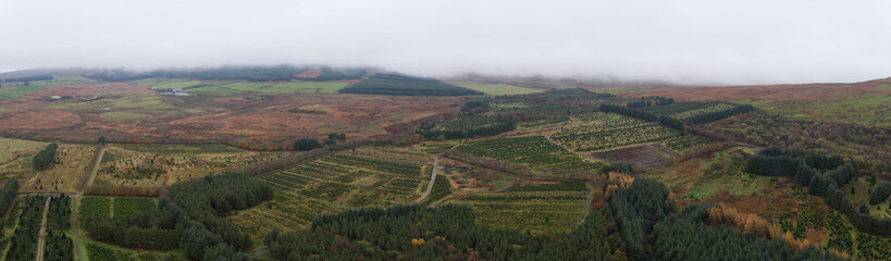 Christmas Tree Harvest