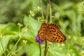 Flower-like butterfly