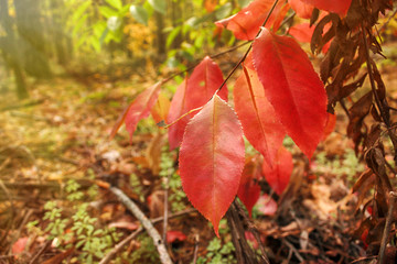 Autumn background.  Red leaves on sunny day. Close up