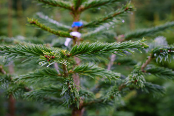 Christmas Tree harvest