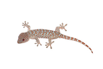 gecko