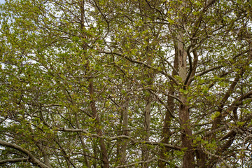 Fototapeta premium Tree close up