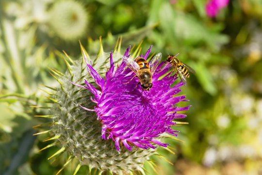 Two Hoverflies collecting pollen from a Purple Cotton Thistle.
