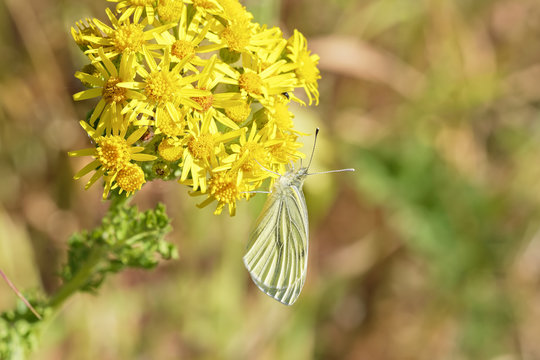 Close up of a Cabbage White butterfly on a Groundsell flower