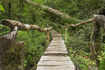 Bosque Encantado ubicado en el Parque Nacional Queulat, Chile.
