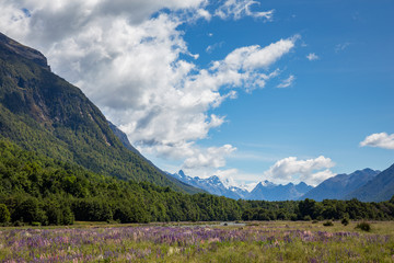Fototapeta premium Foxglove plants and mountain range on the south island of New Zealand