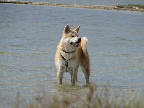 akita
