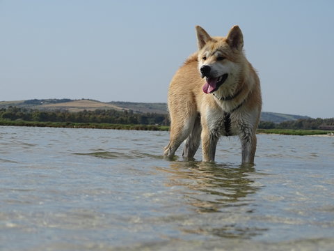 akita