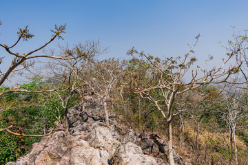 White trees close view at top of mountain with a big rock at top of mountain hills.