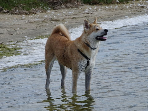 akita hiro