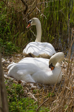photo of a pair of Mute swans on their nest
