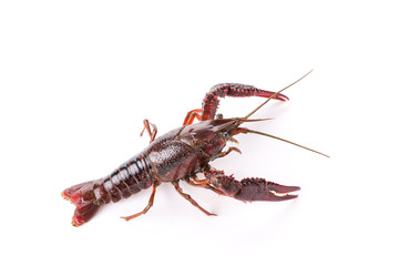 Live crayfish. Crayfish on a white background