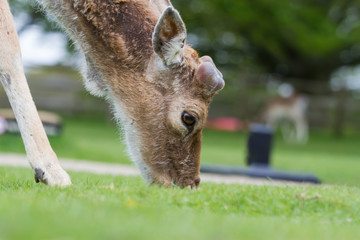 photo of a male Fallow deer grazing on grass © rob francis