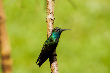 Fototapeta premium beijaflor