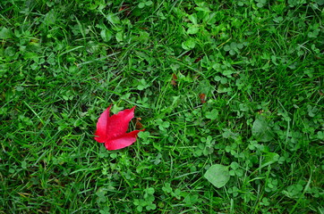 einzeln blatt auf grass