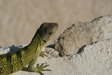 iguana