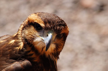 falcoaria