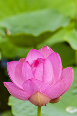 A Lotus