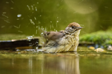 Eurasian Blackcap - Sylvia atricapilla, inconspicuous brown song bird from European forests and woodlands.