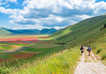 Castelluccio di Norcia, 2018 (Umbria, Italy) - The famous landscape flowering with many colors, in the highland of Sibillini Mountains, central Italy