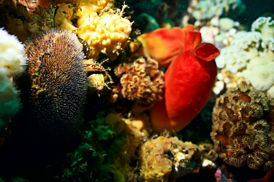 ascidia purple underwater photo coral reef