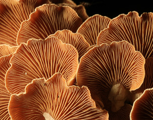 mushrooms forest nature season close