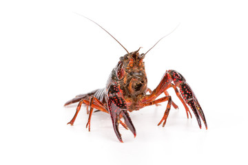 Live crayfish. Crayfish on a white background