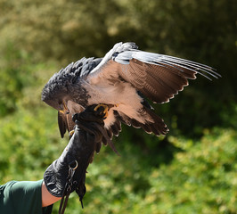 Eagle in exhibition