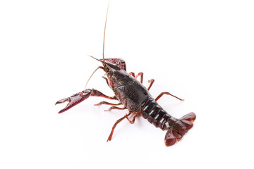 Live crayfish. Crayfish on a white background