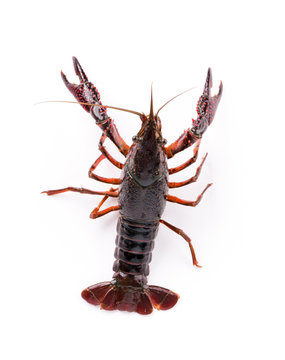 Live crayfish. Crayfish on a white background