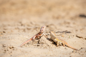 Closeup of a Bearded Dragon (Pogona vitticeps).