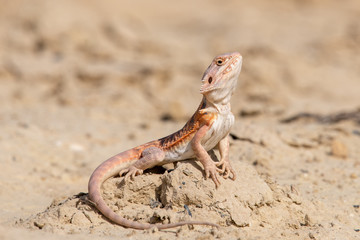 Closeup of a Bearded Dragon (Pogona vitticeps).