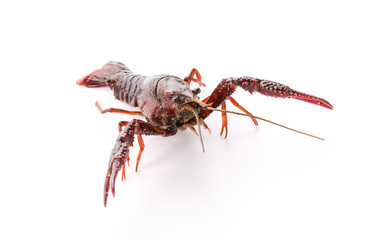 Live crayfish. Crayfish on a white background