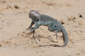 Closeup of a Bearded Dragon (Pogona vitticeps).