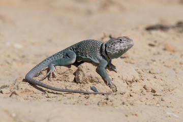 Closeup of a Bearded Dragon (Pogona vitticeps).