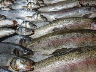 A lot of fresh raw fish on store shelve
