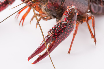 Closeup of crayfish on white background
