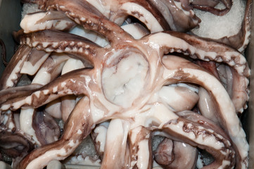 Kraken-Tintenfische