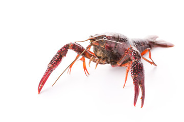 Live crayfish. Crayfish on a white background