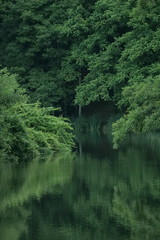 Fototapeta na wymiar 池に映る林の樹々