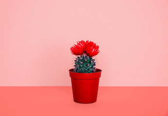 Small cactus in a flowerpot on a trendy background.