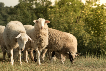 Naklejka na ściany i meble Lambs are on the field - summer landscape