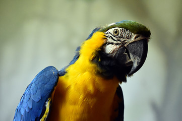 guacamayo