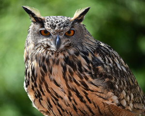 royal owl