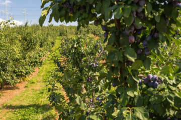 Fototapeta na wymiar Fresh ripe blue violet plums on the branch in orchard on a beautiful summer day in western Germany.
