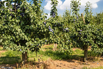 Fresh ripe blue violet plums on the branch in orchard on a beautiful summer day in western Germany.