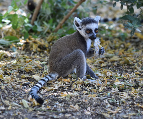 lemur en madagascar